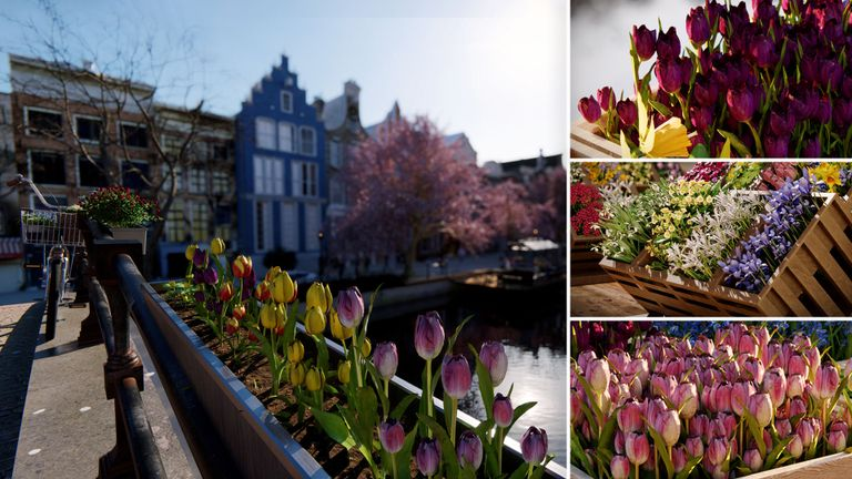 Get free Spring Bloom assets from Lumion Cloud